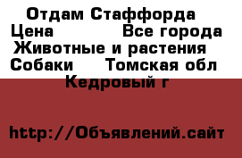 Отдам Стаффорда › Цена ­ 2 000 - Все города Животные и растения » Собаки   . Томская обл.,Кедровый г.